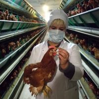 Донские ветврачи мониторят птицефабрики на инфекционные заболевания
