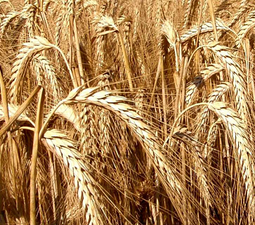 Пшенично-ржаной гибрид