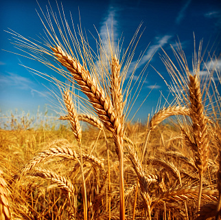 Экспортные цены на пшеницу установили новый рекорд сезона