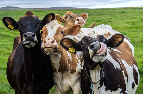 Своя корова лучше 33 заграничных: история об импортозамещении и Минсельхоз