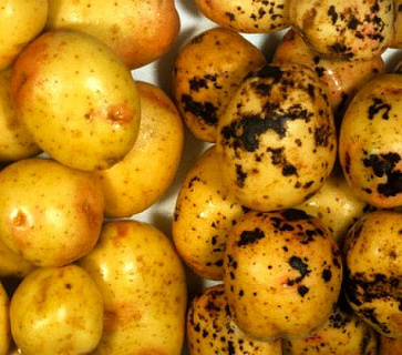 Железная пятнистость клубней картофеля