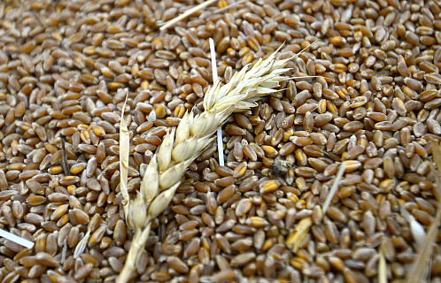 Мировые цены на пшеницу растут; рынок может переоценивать новый российский урожай